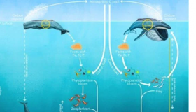 鲸鱼可能是一个有价值的碳汇