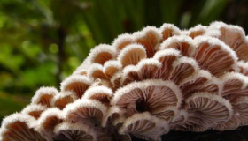 并非所有的蘑菇都是一样的细密的地下辫子如何修复重金属污染