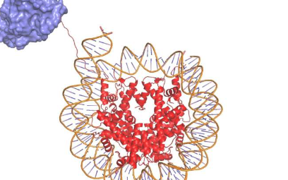 与基因调控有关的迷失拼图在从爱好水的单细胞生物体开始的搜索中被发现