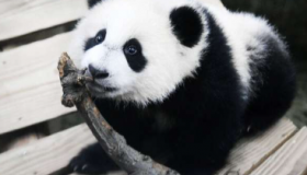 荷兰动物园的雄性熊猫原来是雌性