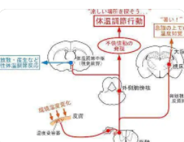 研究确定了哺乳动物将体温维持在 37°C 的关键神经元