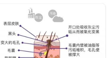 极性蛋白在草中形成有效的呼吸毛孔