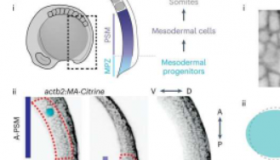 一瞥细胞在胚胎发生过程中构建组织时的触觉