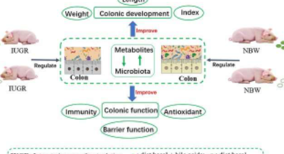 胆汁酸改善仔猪宫内发育迟缓代谢