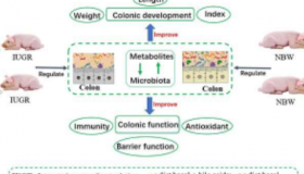 胆汁酸改善仔猪宫内发育迟缓代谢