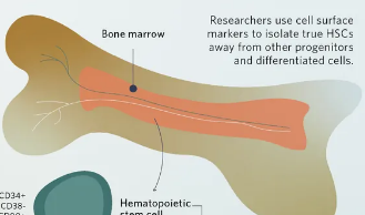造血干细胞及其在发育和疾病治疗中的作用