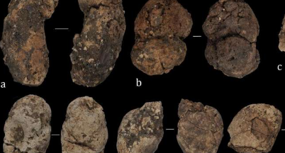粪化石发现旧石器时代伊比利亚半岛最古老的胡须秃鹰巢穴