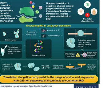 迷失在翻译中危险氨基酸如何中止蛋白质合成中的延伸