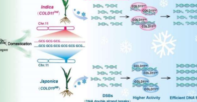 研究人员发现关键密码子重复调节水稻的耐寒性