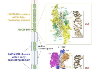 研究人员揭示了DNA解压缩机器MCM2-7复合体的工作原理对癌症治疗具有重要意义
