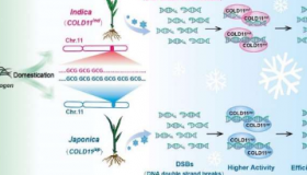 研究人员发现关键密码子重复调节水稻的耐寒性