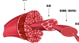 骨骼肌细胞分泌的蛋白质有助于修复和生长肌肉