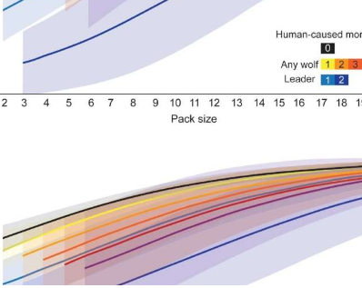 新研究表明人类影响国家公园的狼群