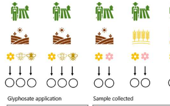 蜜蜂通过野花花蜜接触到欧盟最常见的除草剂