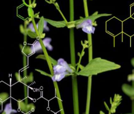 抗癌化学的发现使黄芩植物适合现代医学