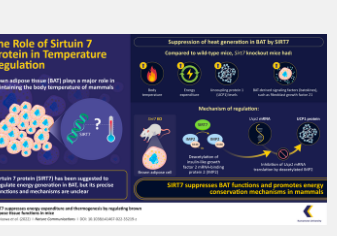 蛋白质Sirtuin7抑制棕色脂肪组织的产热