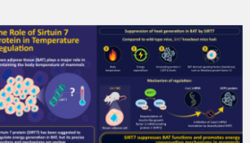 蛋白质Sirtuin7抑制棕色脂肪组织的产热