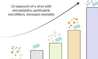 病毒加微塑料等于对鱼类健康的双重打击