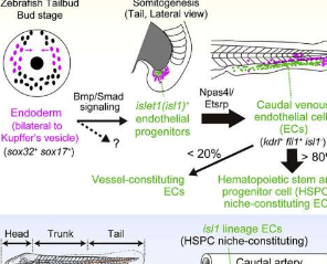 构成斑马鱼造血干细胞和祖细胞血管生态位的内皮细胞的起源