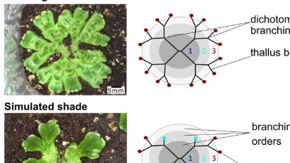 苔藓植物的研究揭示了控制植物分枝的遗传途径的进化