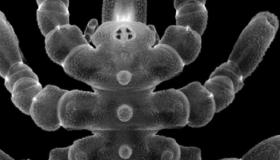 海蜘蛛可以再生身体部位而不仅仅是四肢