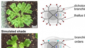 苔藓植物的研究揭示了控制植物分枝的遗传途径的进化