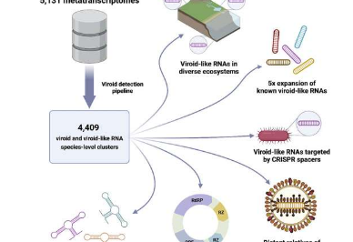 研究人员发现类病毒和类病毒样物质的多样性