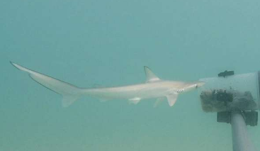 佛得角描述的东大西洋多种鲨鱼的首次苗圃