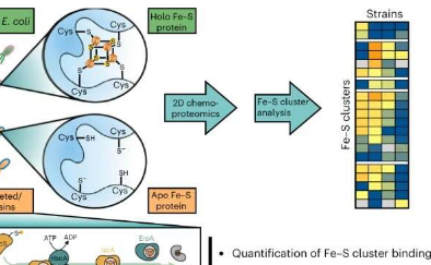 化学检测平台监测整个大肠杆菌蛋白质组中的FeS簇占用情况