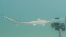 佛得角描述的东大西洋多种鲨鱼的首次苗圃