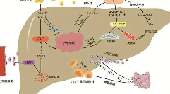 UVA研究人员发现非酒精性脂肪性肝病的关键触发因素