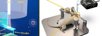 科学家发明3D打印纤维微探针用于测量组织的体内生物力学特性