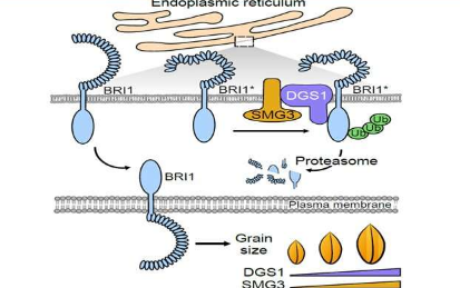 研究人员揭示了内质网相关蛋白质降解和水稻籽粒大小的控制