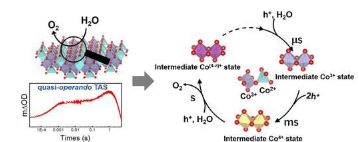 研究人员揭示了用于水氧化的Co3O4催化剂上多钴活性位点的连续氧化动力学