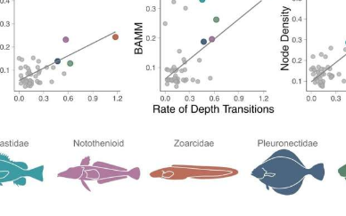 研究揭示了鱼类的生物多样性引擎不断变化的水深