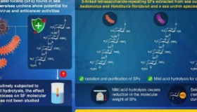 研究人员探索酸水解对海参和海胆中硫酸化岩藻聚糖的影响