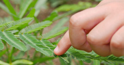 植物肌肉如何快速折叠含羞草叶