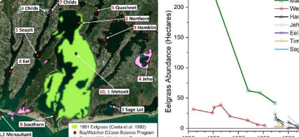 营养过剩导致科德角Waquoit湾的生态系统发生巨大变化