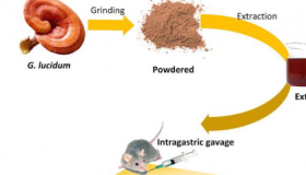 研究强调灵芝的治疗重要性