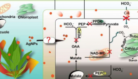 研究阐明了银纳米粒子对水生植物无机碳利用的影响