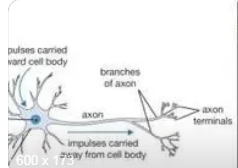 数学建模在理解复杂生物过程中的意义