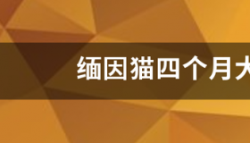 缅因猫5个月正常体重？ 缅因猫能长到多少斤