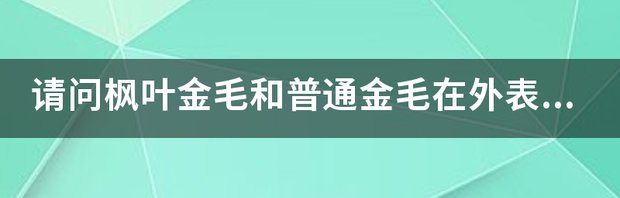 国际承认枫叶红金毛吗 枫叶红金毛和普通金毛