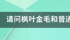 国际承认枫叶红金毛吗 枫叶红金毛和普通金毛