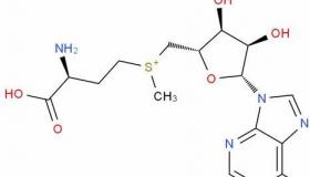 一碳集团的概念及生物学意义？ 腺苷蛋氨酸注射剂的作用和功效