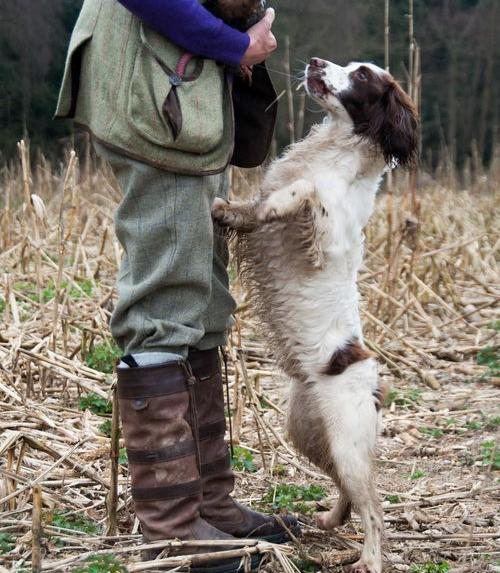 什么小型犬便宜，可爱，易养，干净，短毛，性格老实？ 什么宠物狗最聪明听话又不贵