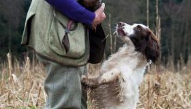 什么小型犬便宜，可爱，易养，干净，短毛，性格老实？ 什么宠物狗最聪明听话又不贵