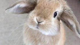 什么是垂耳兔？ 英国垂耳兔怎么养