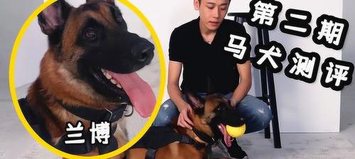 养马犬需要哪些条件？ 养马犬要注意什么