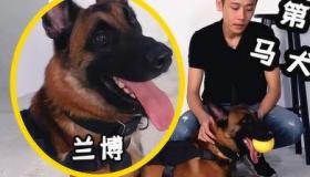 养马犬需要哪些条件？ 养马犬要注意什么